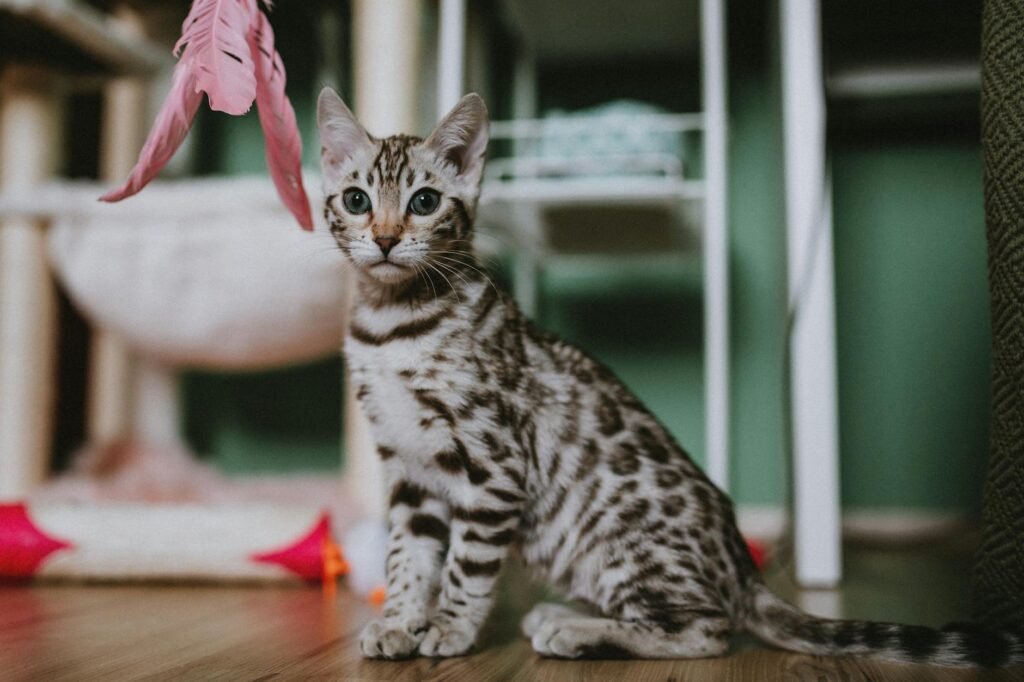15 cat play toys that are genuinely engaging, not just another wand and feather