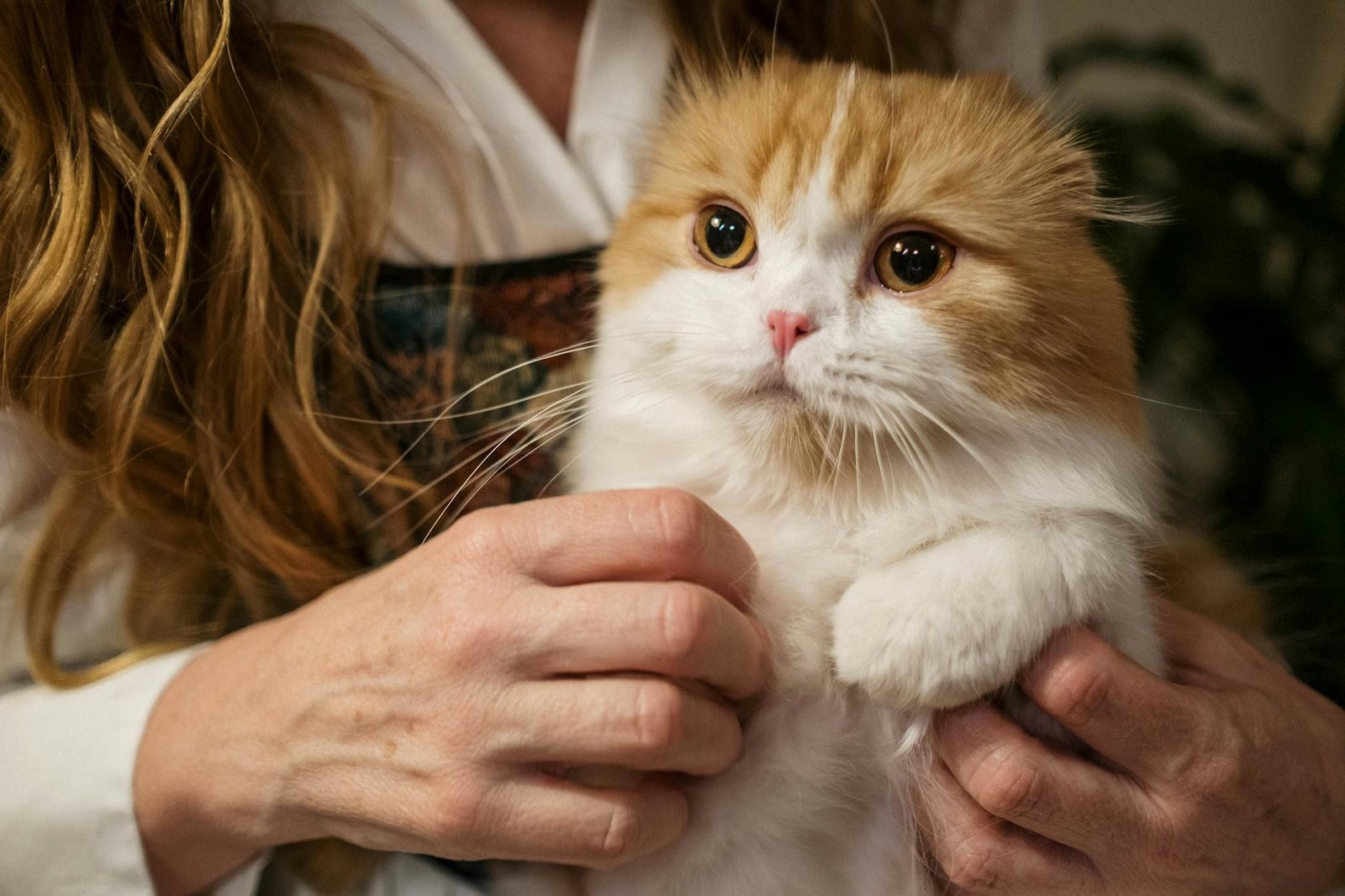 20 Pet Products for Cats Who Knock Things Over and Then Make Eye Contact