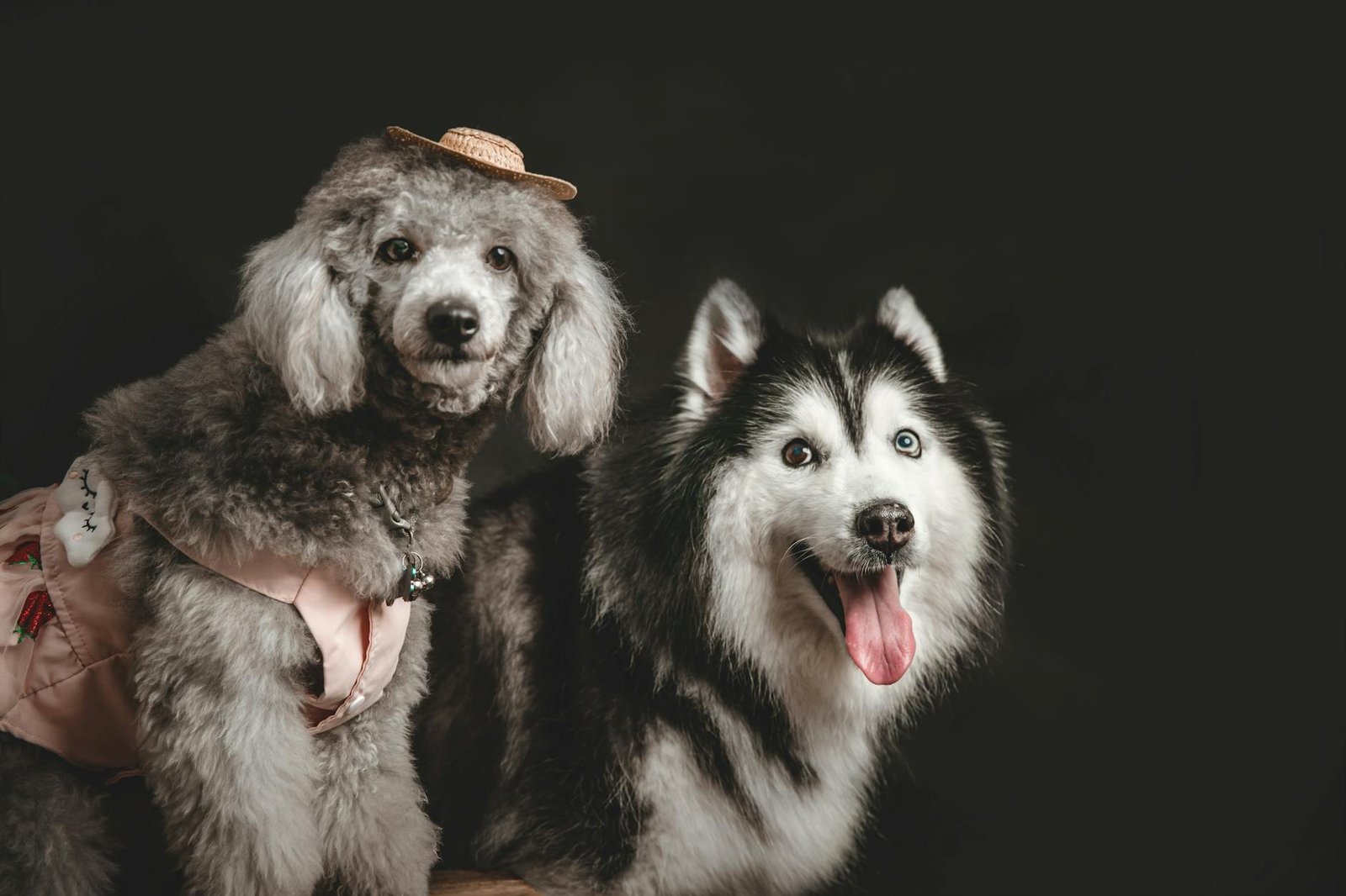 25 Pet Products for Dogs Who Act Like They Pay Rent
