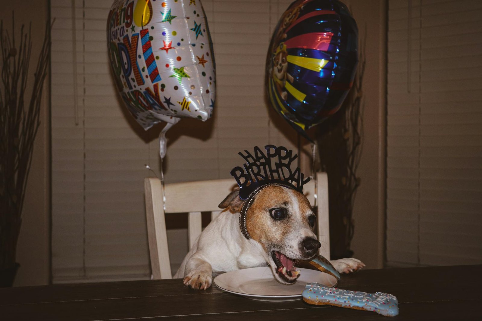 my dog’s birthday is coming up and i found 34 things at amazon pet days that made me actually excited about shopping
