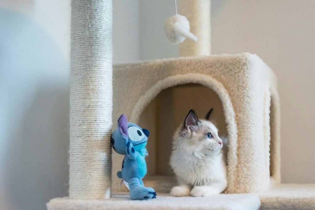 went to grab one toy for my cat. walked away with 28 things and somehow my entire setup got an upgrade